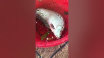 Câu cá thác lác cườm và cái kết