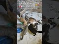 Https Vt Tiktok Com ZS9BC8rm4 Https Vt Tiktok Com ZS9BCyDDB 
