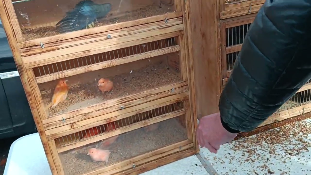 Вистовка-Ярморка голубів м.Миколаїв 