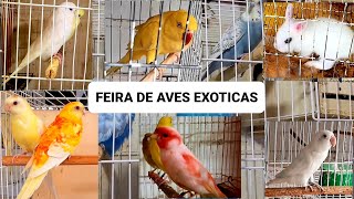 Feira de aves exóticas by Carlos Augusto criações 4,791 views 2 months ago 20 minutes