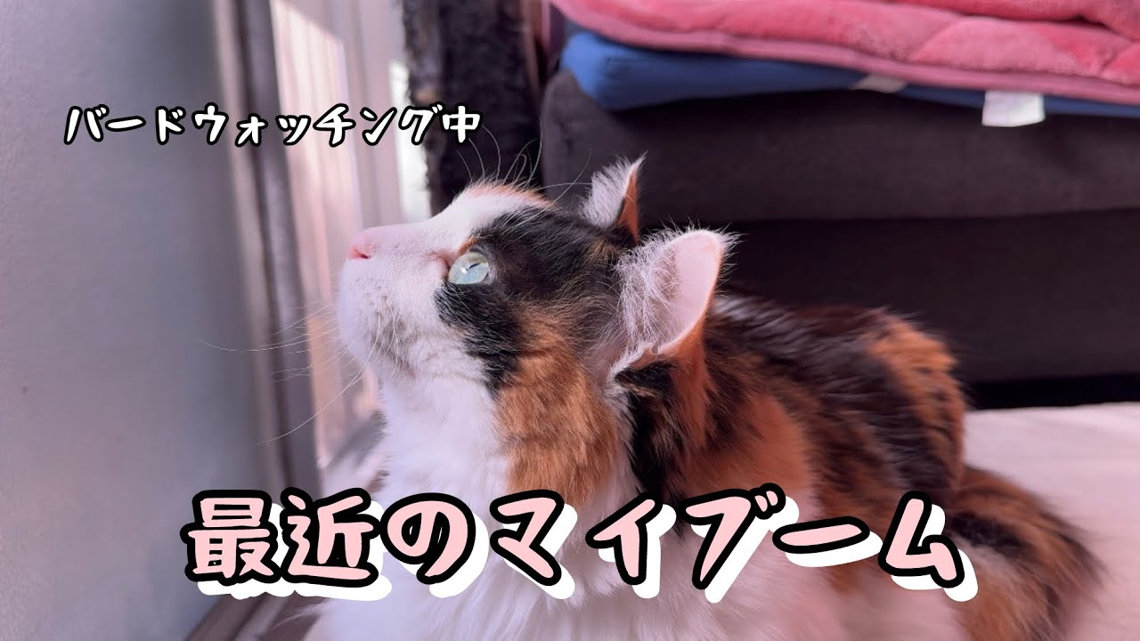 バードウォッチングにハマってます