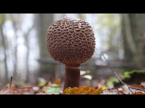Video: So Sehen Valuei-Pilze Aus