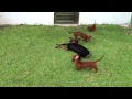 Doberman and the Dachshund gang