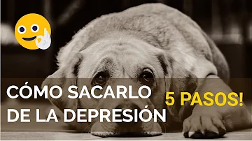 ¿Cómo puedo quitarle la depresión a un perro?