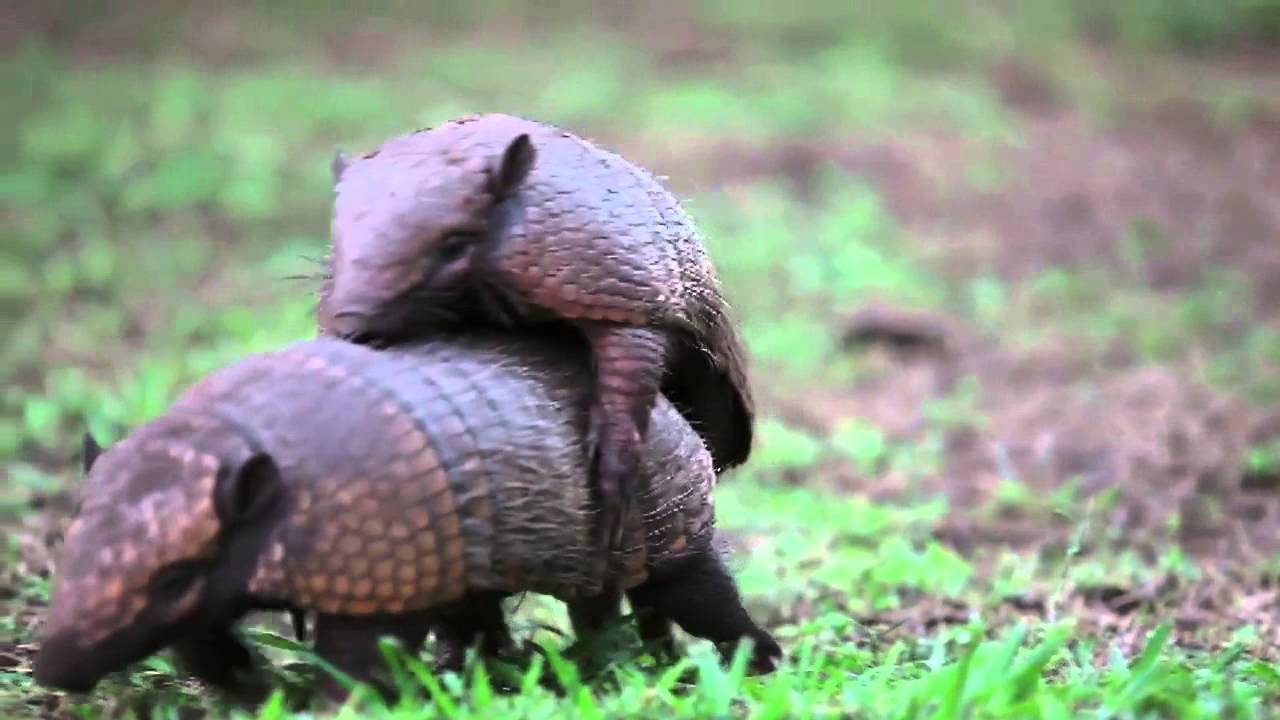 Armadillos mating - Projeto Onçafari - YouTube