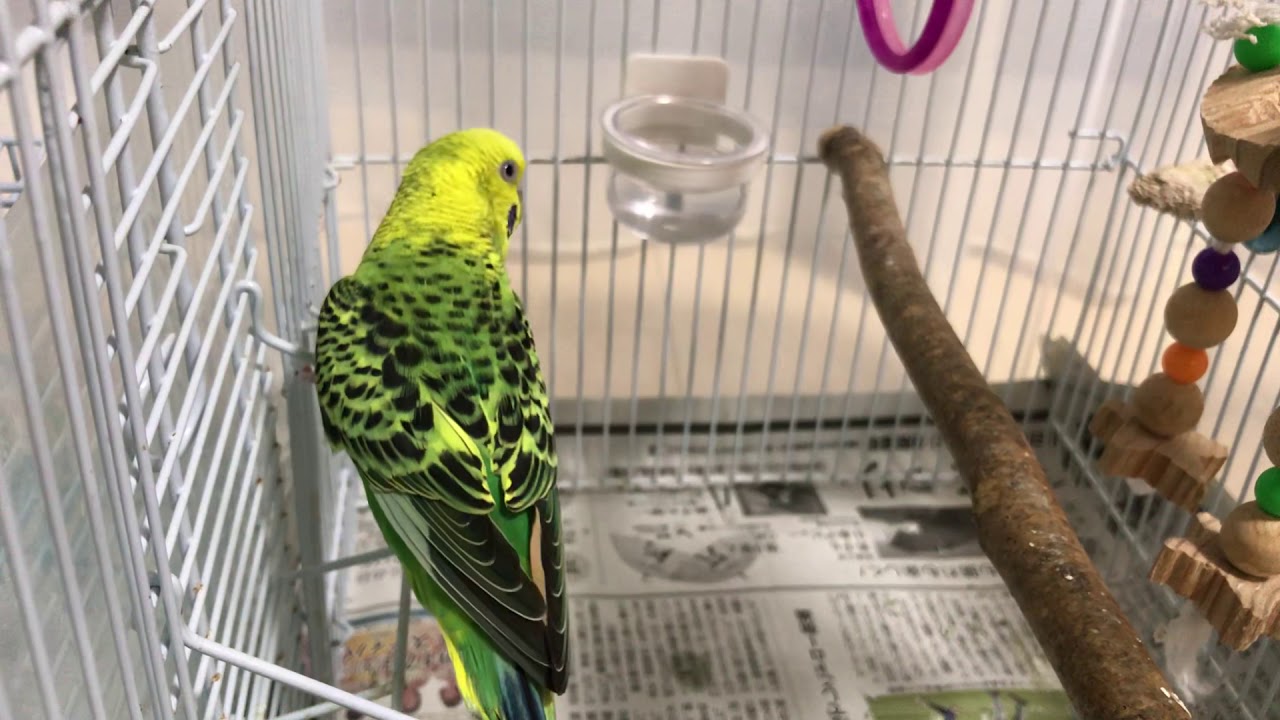 インコ 頭 を 振る