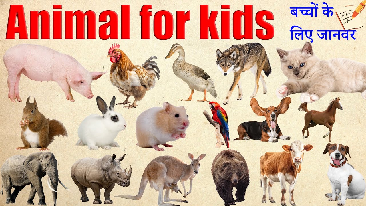 animal for kids | Learn Animal Names with Fun Pictures and Easy ...