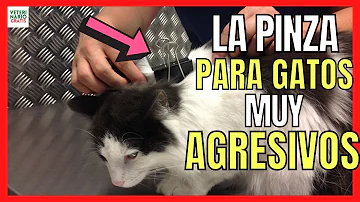 ¿Cómo puedo sedar a mi gato para cortarle las uñas?