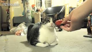 Funny Animals That Don't Like Fruit by PETacular 647,404 views 2 years ago 2 minutes, 54 seconds