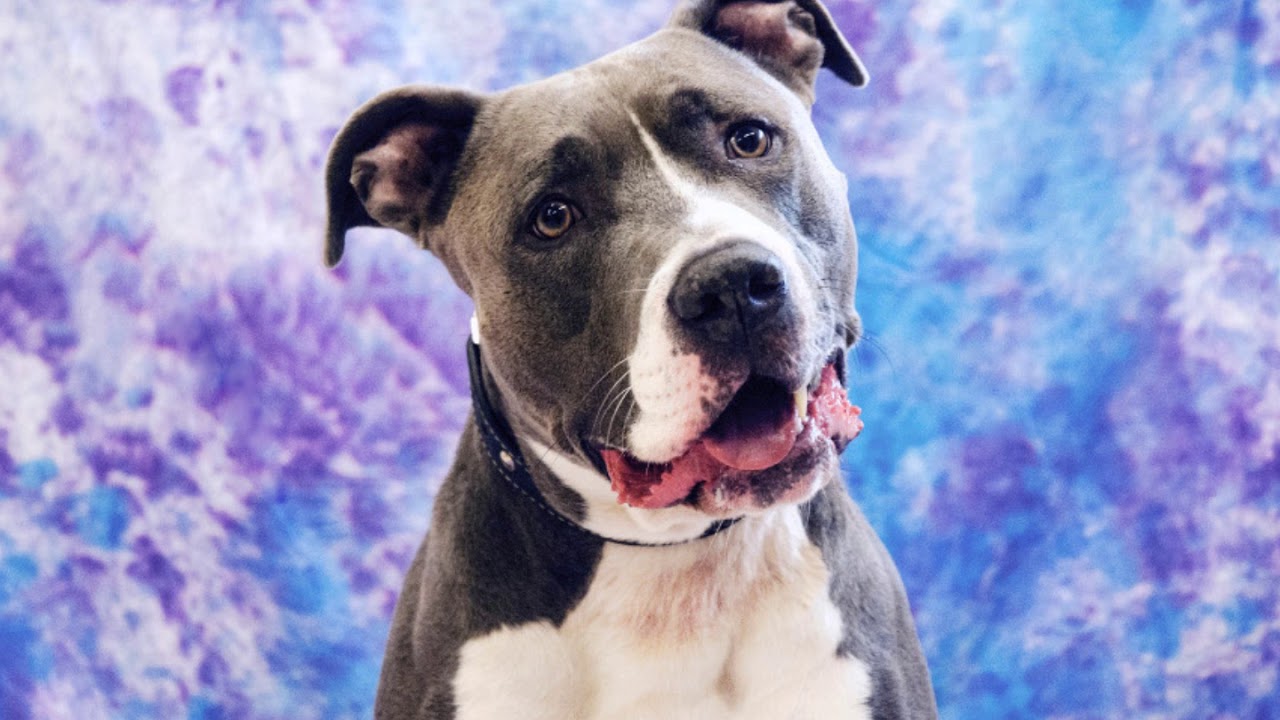 A dog named Axle who lived the best life. YouTube