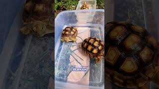 Fakta unik kura-kura Sulcata #viralshorts