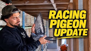 How Are My Racing Pigeons Doing? | 2026 One Loft Race Update