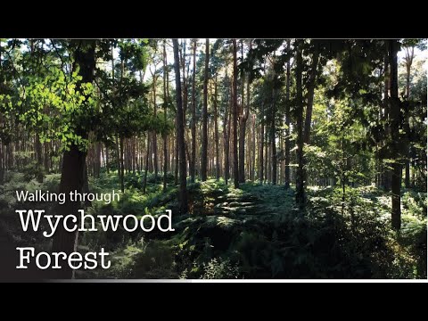 Wychwood Forest Walk