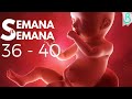 🤰🏻📆SEMANAS 36 - 40 DE EMBARAZO | 9 MESES | SEMANA A SEMANA || Baby Suite by Pau