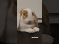 Cute rabbit #bunny #minilop #Rabbit #うさぎ #pets #rabbits