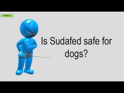 Is Sudafed Safe For Dogs?