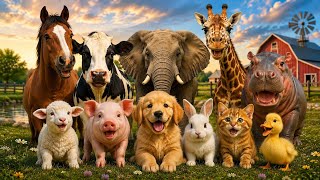 Real Animal Sounds Learn Farm Wild Animals Fun Educational Video