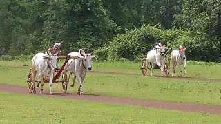 बबल चकट नगपर मसल हड Masli Hod