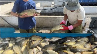 Star_fishss в прямом эфире! ozbekistonda yagona baliq houz the world fish 😳😱🌏