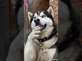 #animal #funny #smoking #Alaskan Malamute #smoke #smoker #animals #shorts #viral