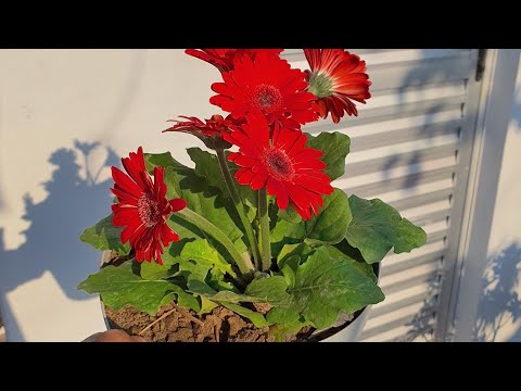 Vídeo: Como Manter Gerberas Em Um Vaso