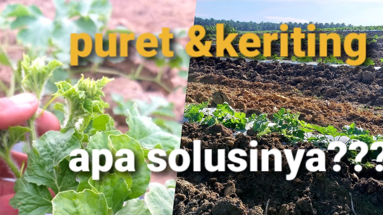 CARA MENGATASI & MENCEGAH GILA POKOK NJEBUK PURET & KERITING SEMANGKA