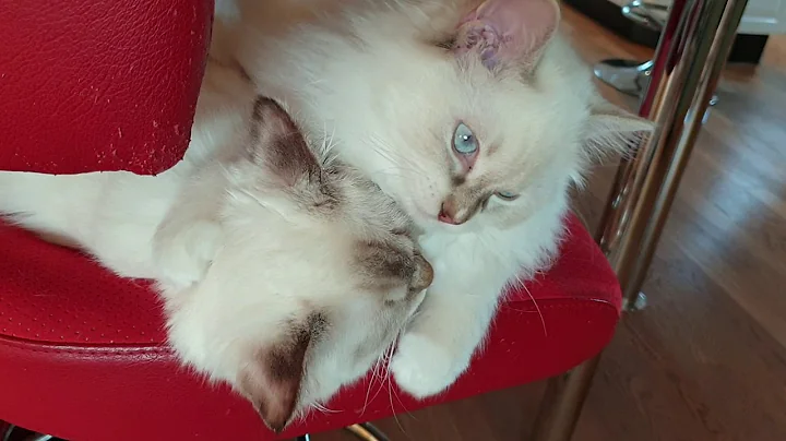Watch the video about Ragdoll lilac and chocolate lynx...son is cleaning his mother...
