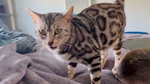 Watch the video about BIG kitty says hi with her SMALL meows