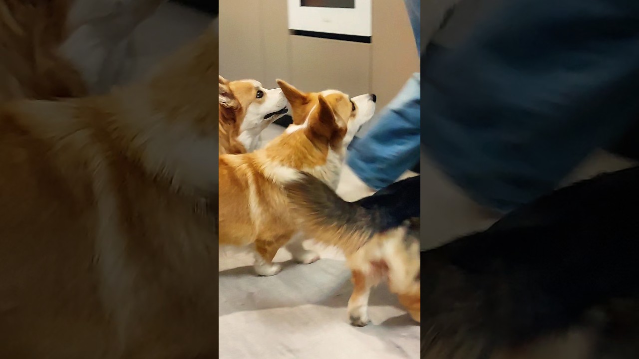 Каждой милахе по вкусняхе!😊 #doggielife #собака #pets #cute #doglove #pembrokewelshcorgi