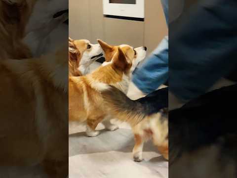 Каждой милахе по вкусняхе!😊 #doggielife #собака #pets #cute #doglove #pembrokewelshcorgi