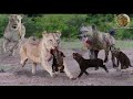 Mother hyenas died tragically! 4 lions destroy the mother hyena within 1 second