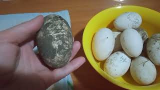 Как хранить гусиные яйца перед инкубацией🥚Мыть или не мыть? Сколько дней собирать и как? Вес яиц