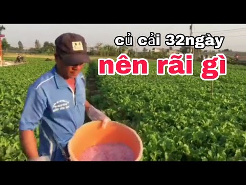 Video: Củ Cải đen (32 ảnh): Trồng Khi Nào Và Trồng Như Thế Nào? Nó Khác Với Củ Cải Xanh Như Thế Nào? Củ Cải đen 