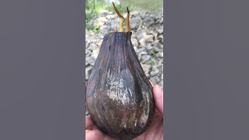 Trồng Dừa Nước 30 giây 🌲 Tốc Hành 👀 #shorts