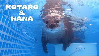 Otters Swimming Underwater in Pool