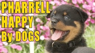 Pharrell  Happy (Puppy & Doggy Version)