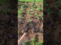 What do you do with your extra plants?#permacultura #beastandberryfarm #farmsteadingfamily