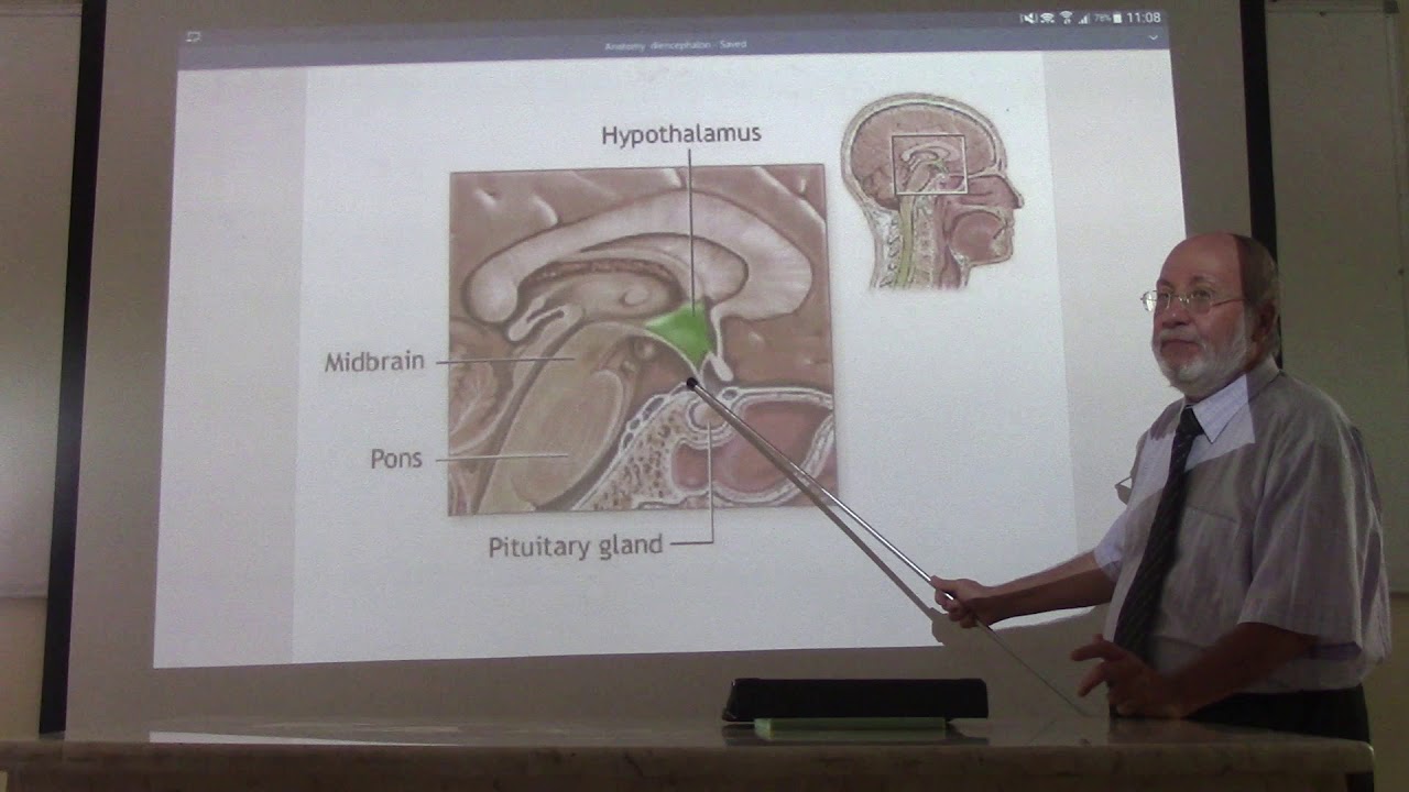 Neuroanatomy 81 ( Diencephalon , part 6 ) , by Dr. Wahdan - YouTube