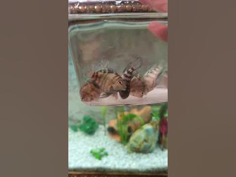 купить аквариумные рыбки в Рязани #fishing #aquarium #zebrafish ,# ...