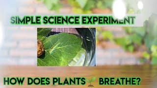 HOW DO PLANTS BREATHE? HERE IS AN EXPERIMENT #shortvideo #how #science #scienceexperiment