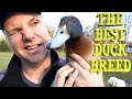 5 Reasons to Raise Khaki Campbell Ducks