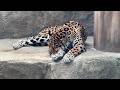 番外編 お昼寝中のネリアちゃん【番外編】【東武動物公園】ジャガー