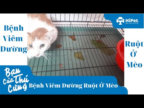 Video: Thiếu Chức Năng đường Ruột ở Mèo