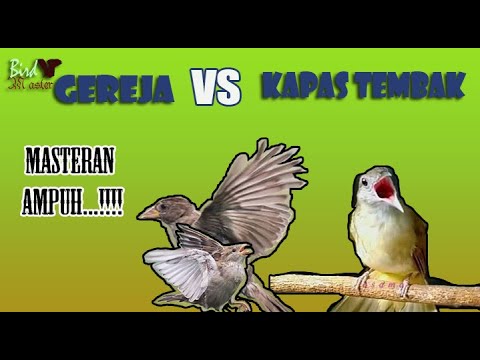 masteran gereja tarung vs kapas tembak gacor nembak terbaru 2021 full durasi satu jam non stop!