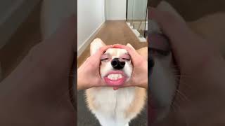 Cordi action #cordi#puppy #dogs #ilovegadgets #amazing #funny #trendingshorts #comedy #chewy