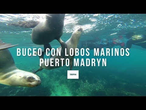 Buceo con lobos marinos en Puerto Madryn