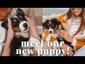 WE GOT A PUPPY! Meet Margot our Australian Shepherd pup! + thrifting, days in the life | Ryanne Darr