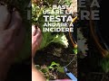 Raccolgo gli ortaggi con gli strumenti della @Fiskars per la vendita al podere