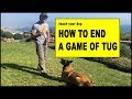 How to End a Tug Game with Your Dog - Dog Training Video How to End a Tug Game with Your Dog - Dog Training Video