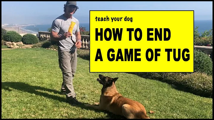 How to End a Tug Game with Your Dog - Dog Training...